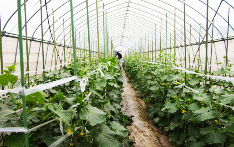 父の農業を見て父の凄さに気づく