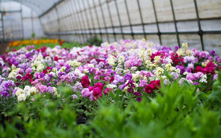 東京産エディブルフラワーの可能性