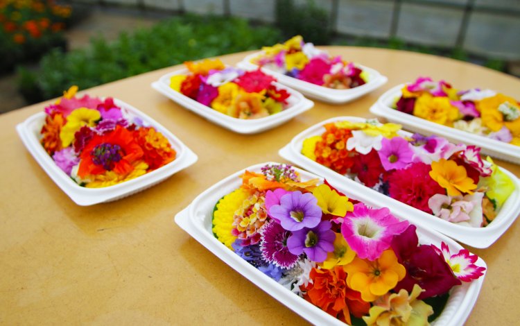 エディブルフラワーで食卓に笑顔にしたい