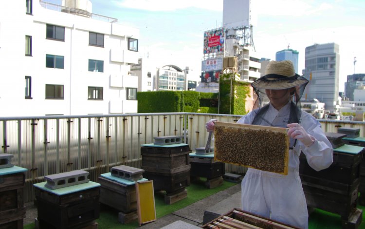 それでも養蜂がやりたい！