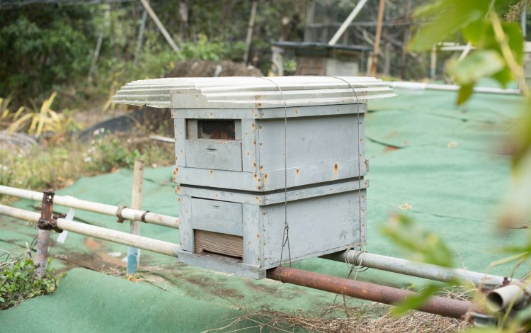 島の外に出ることがほとんどない、貴重な島ハチミツ