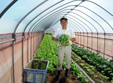 7月の夏野菜セット!(GAP認証品)