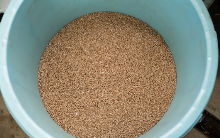 戦後消えてしまった、幻の『柳久保小麦』