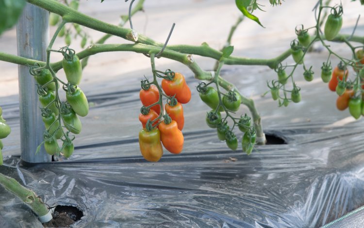 全国でも珍しいトマト「三宅サンマルツァーノ」