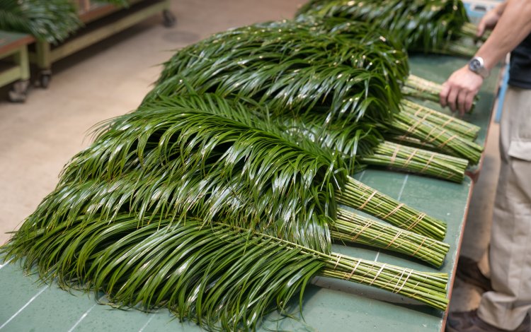みずみずしく茂った南国の植物たち