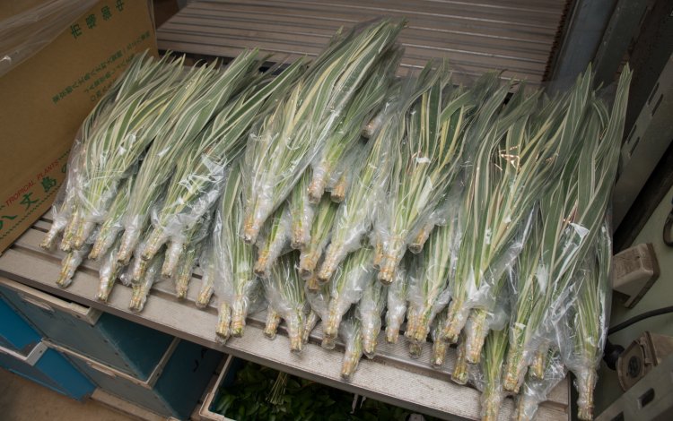 みずみずしく茂った南国の植物たち