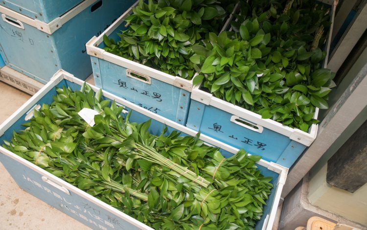 みずみずしく茂った南国の植物たち