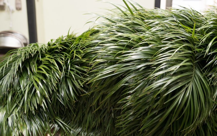 取材担当者から一言