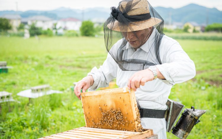 ミツバチの無限の可能性