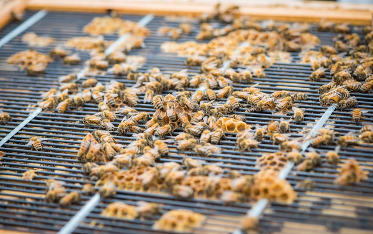 帰国後、あきる野市で養蜂をスタート