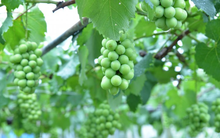 東京で野菜収穫体験＆ピザ作り