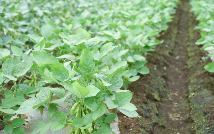 〜参加方法はとっても簡単！広域援農ボランティア〜