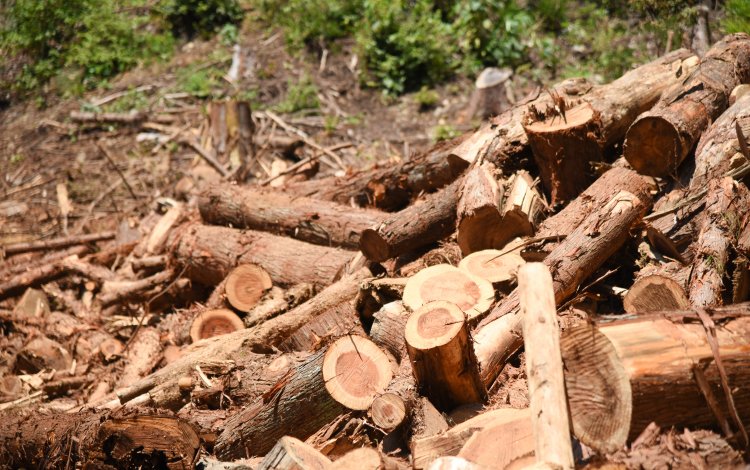 花粉の少ない森づくり