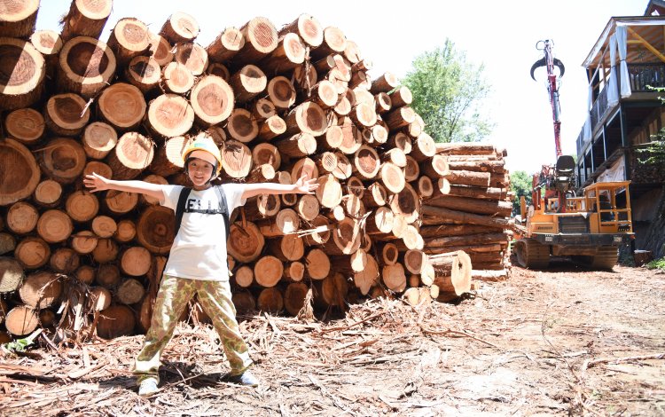 品種改良で花粉の少ないスギ・ヒノキへ