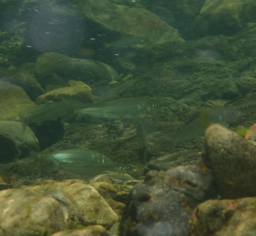 水中の鮎.JPG