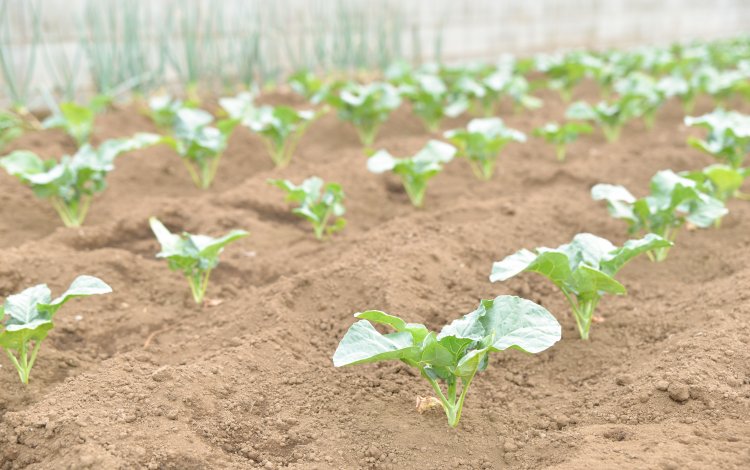 世界に誇れる練馬の都市農業