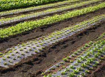 東京産の絶品キウイ「東京ゴールド」と中村園の野菜詰合せ