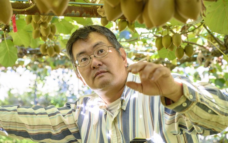 新品種「東京ゴールド」は偶然から生まれた？