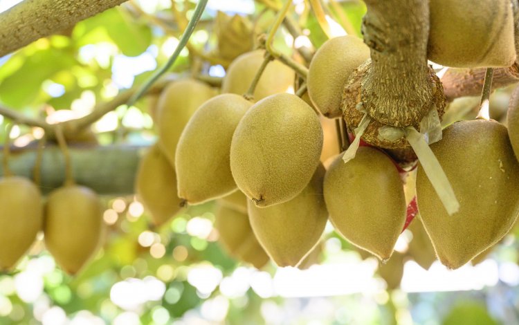 新品種「東京ゴールド」は偶然から生まれた？