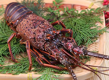 大島産の活きイセエビ！