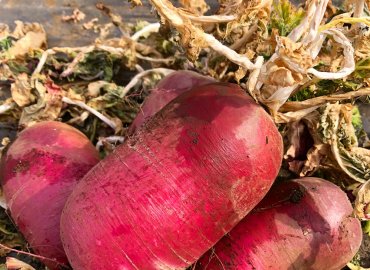 やすだ農園のビーツドレッシングと カラフル冬野菜セット！