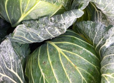 やすだ農園のカラフル冬野菜セット