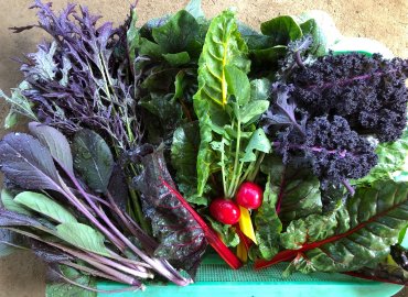 やすだ農園のビーツドレッシングと カラフル冬野菜セット！