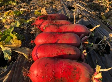 やすだ農園のビーツドレッシングと カラフル冬野菜セット！