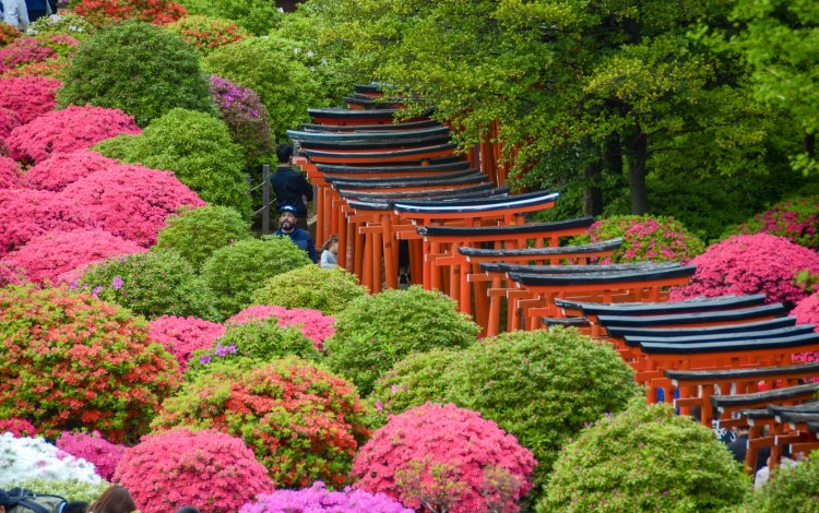 東京に春を告げるツツジ