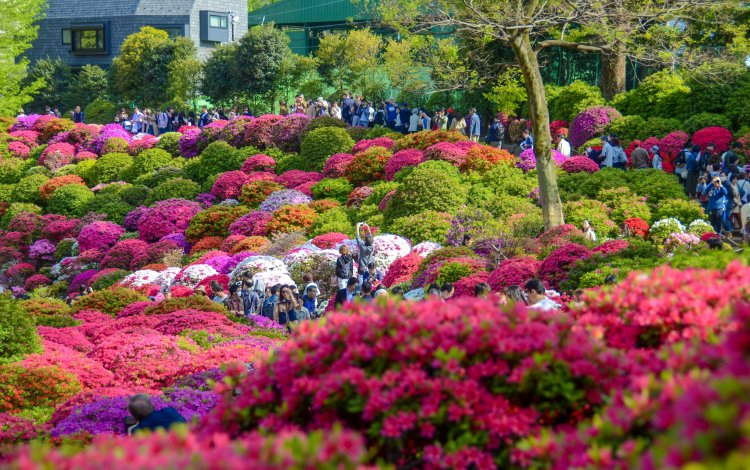 東京に春を告げるツツジ