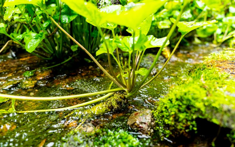 奥多摩の清流で育つわさび