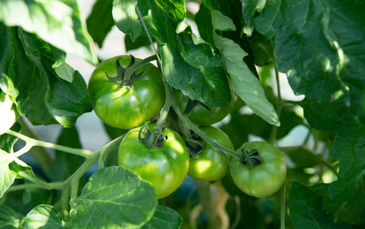 トマト本来の甘みを引き出す土づくり