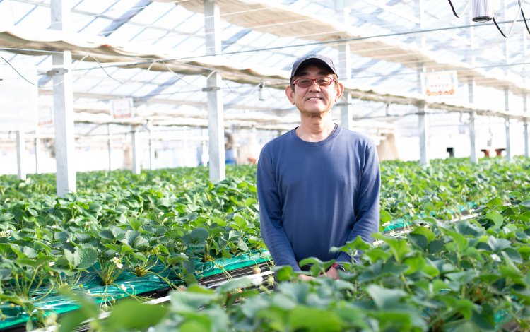 都心から気軽に行けるイチゴ狩り