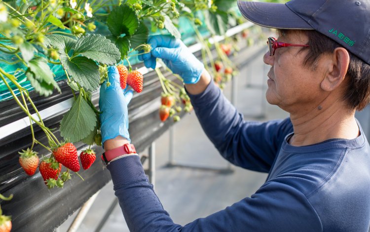 町田いちご狩り農園のスタートは農業事故がきっかけ