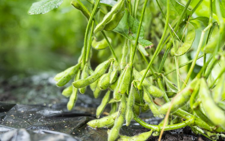 東京の夏～エダマメ～