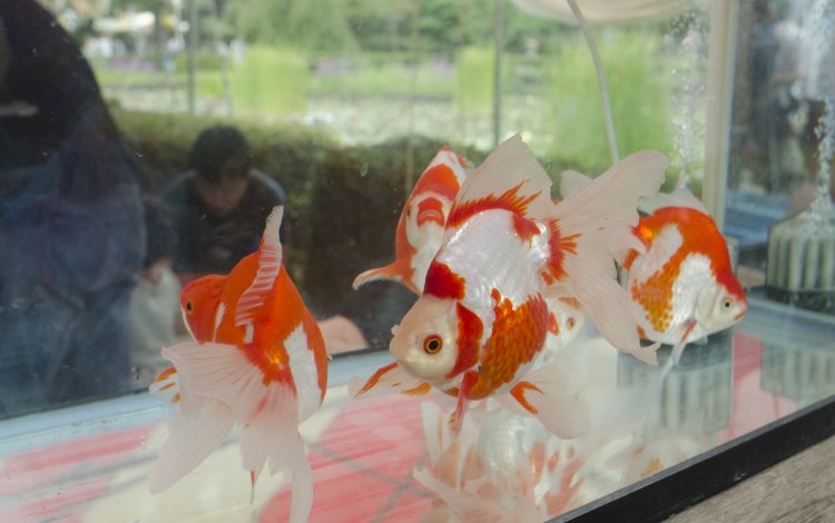 江戸時代から続く金魚の養殖