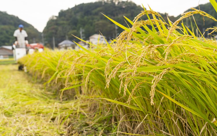 米の収穫