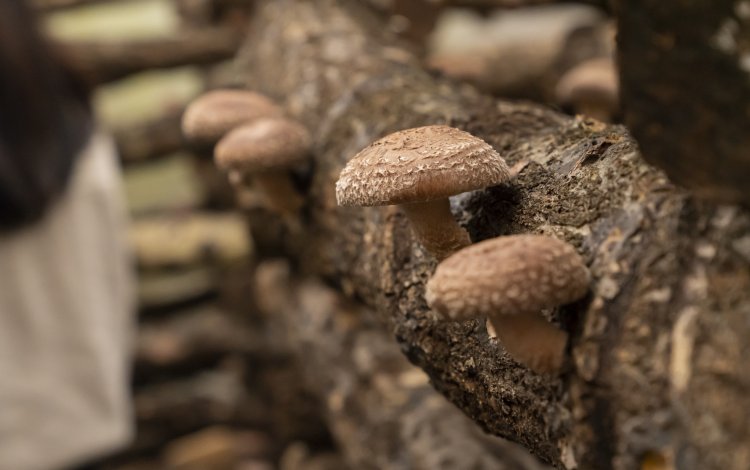 原木シイタケ