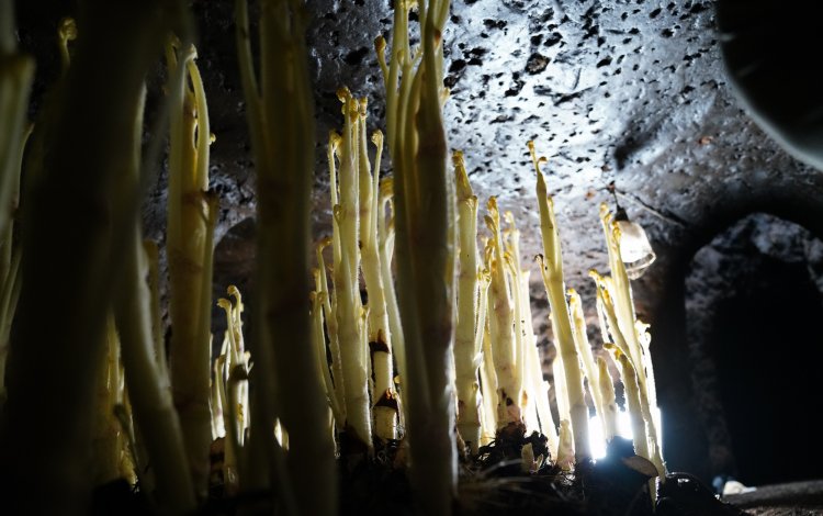 室（ムロ）で育つ神秘的なウド