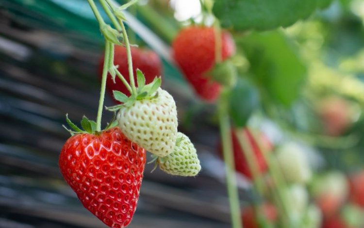 イチゴの季節到来