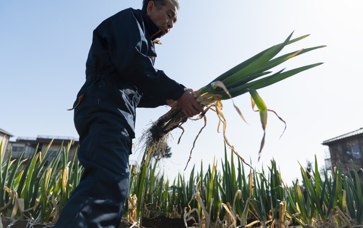 江戸っ子に人気！