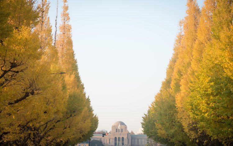 黄金色のトンネル