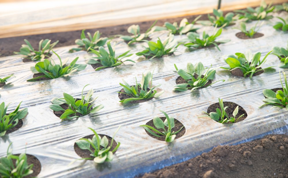 愛情野菜専業農家ヤマヨシ