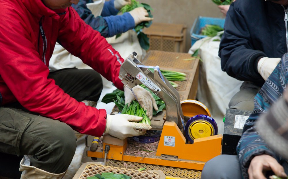 愛情野菜専業農家ヤマヨシ