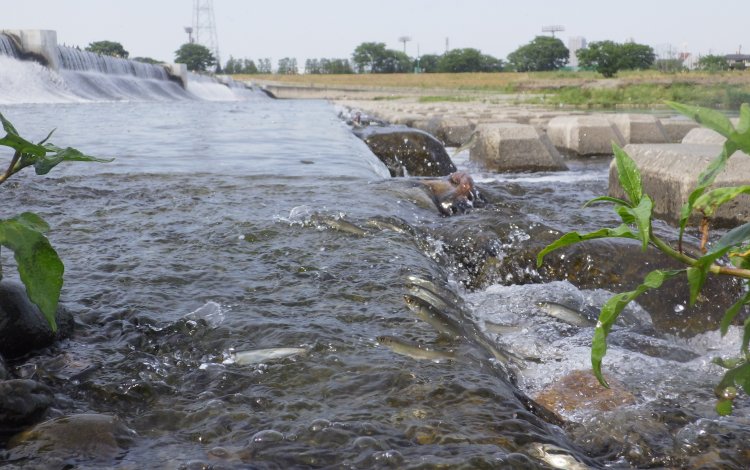 都会を泳ぐ鮎