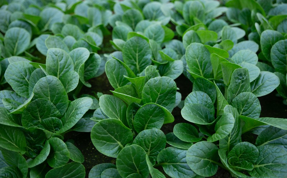 東京都立農芸高等学校