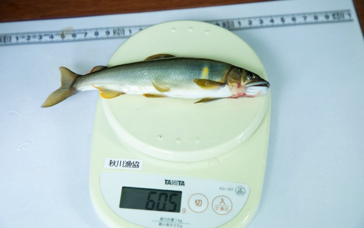 たくさん釣れたよ！