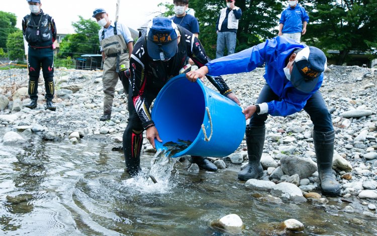 鮎を再放流