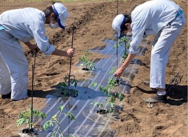東京都立高校のトマト食べ比べ＆ナスのセット