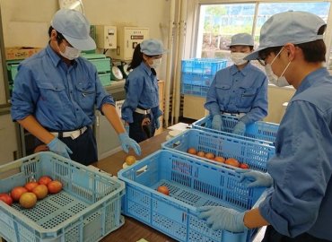 東京都立高校のトマト食べ比べ＆ナスのセット